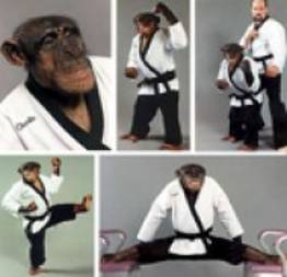 Charli: O macaco lutador de Karatê